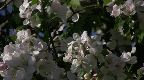 Apple blossom Stock Footage 882325