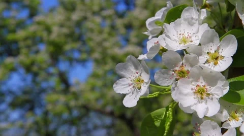 Apple blossom Video stock 7135984