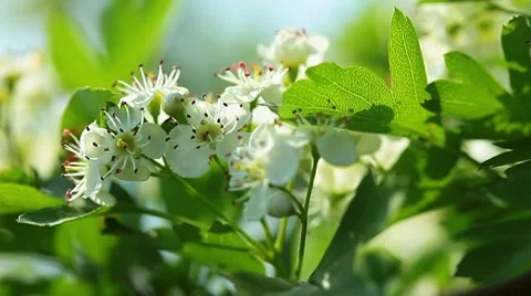 Apple blossom Stock Footage 8646174