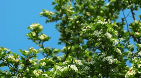 Apple blossom Stock Footage 8646246