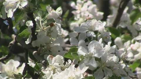 Apple blossom 스톡 동영상 10908447