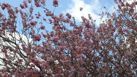 Apple blossom Stock-Footage 11132738