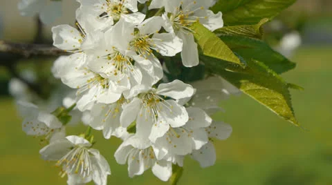 Apple Blossom Stock Footage 22934220