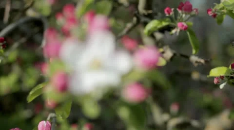 Apple Blossom Stock Footage 23280423
