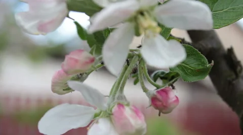 Apple Blossom Stock-Footage 49994846