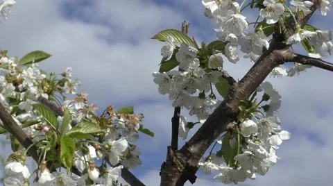 Apple blossom Stock Footage 50309731