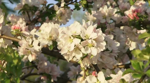 Apple Blossom Stock Footage 52699342