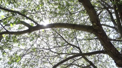 Apple Blossom 스톡 동영상 70243052