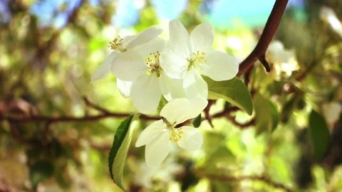 Apple Blossom Stock Footage 70243209