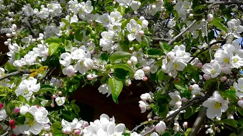 Apple blossom Stock Footage 73492855