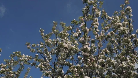 Apple blossom Video stock 74214485