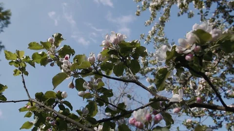 Apple Blossom Video stock 74215052