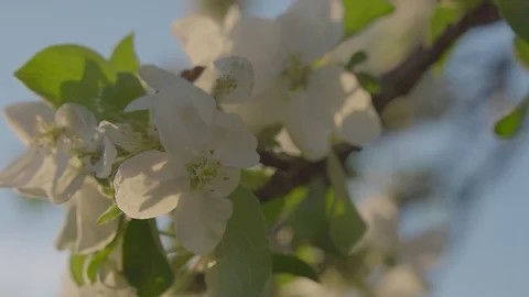 Apple blossom Stock Footage 89467374