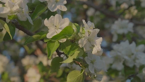 Apple blossom Stock Footage 89467573