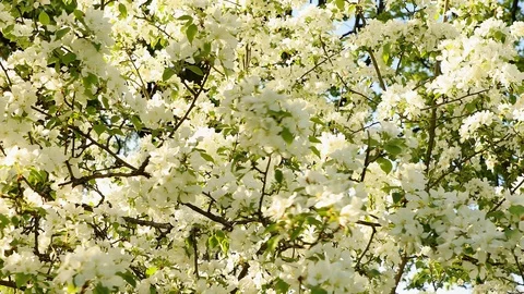 Apple blossom Stock Footage 90327412