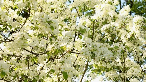 Apple blossom Stock Footage 90334358