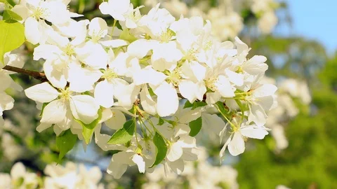 Apple blossom Stock Footage 90335547