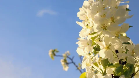 Apple blossom Stock Footage 90337492