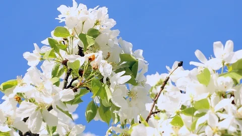 Apple blossom Stock Footage 90337498