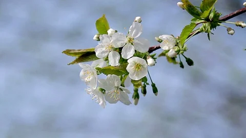 Apple blossom Stock Footage 97793037
