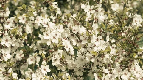 Apple blossom Stock Footage 107826484