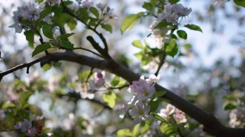 Apple Blossom Stock Footage