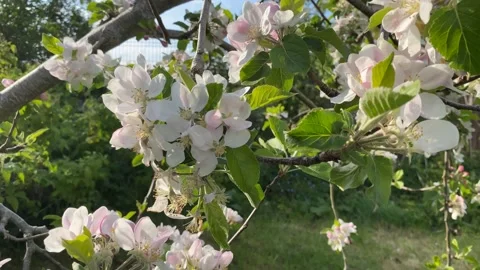 Apple Blossom Stock Footage 185065703