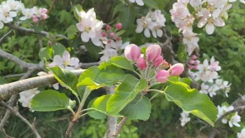Apple Blossom Stock Footage 185065844