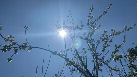 Apple Blossom Stock Footage 189808249