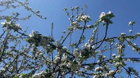 Apple Blossom Stock Footage 189809030