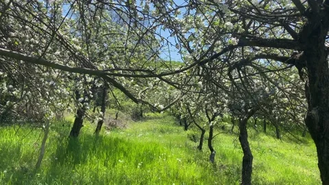 Apple Blossom Stock Footage 189810718
