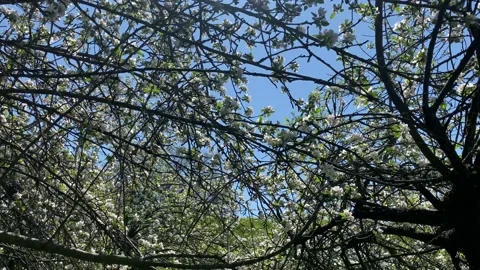 Apple Blossom Stock Footage 189810935