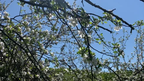 Apple Blossom Stock Footage 189811592