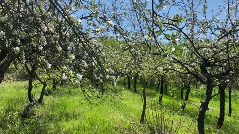 Apple Blossom Stock Footage 189813928