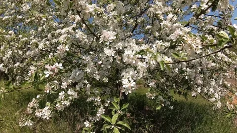 Apple Blossom Stockbeeldmateriaal 195976759
