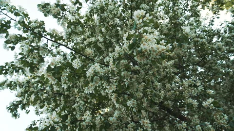 Apple blossom Stock Footage 231332884