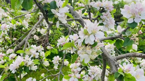 Apple Blossom Stock Footage 240418524