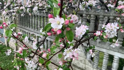 Apple blossom Stock Footage 274416965