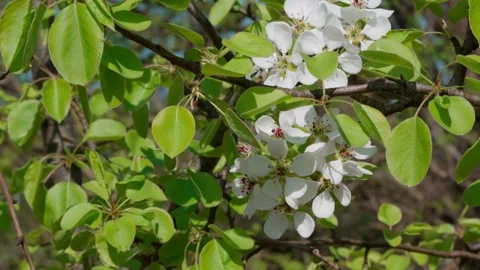 Apple blossom Stock Footage 308746219