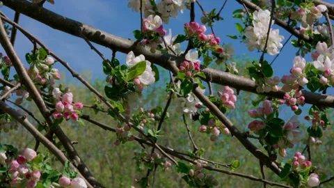 Apple blossom Stock Footage 308746220