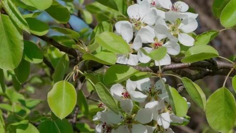 Apple blossom Stock Footage 308746221