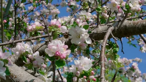 Apple blossom Stock Footage 308746222