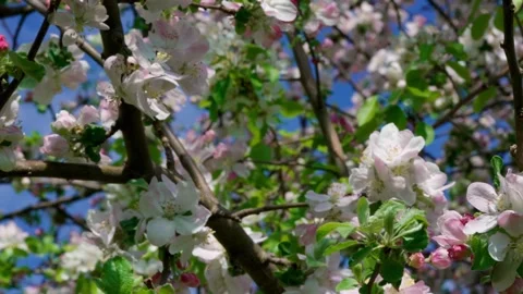 Apple blossom Stock Footage 308746224
