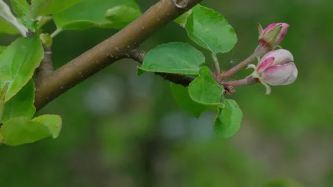 Apple blossom Stock Footage 308746230