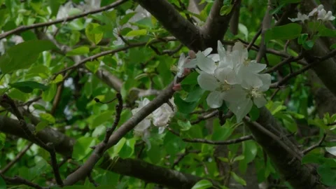 Apple blossom Stock Footage 308746232