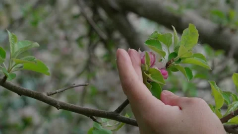 Apple blossom Stock Footage 308746234