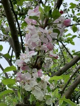 Apple Blossom in Full Bloom – Delicate White Flowers Stock Photos
