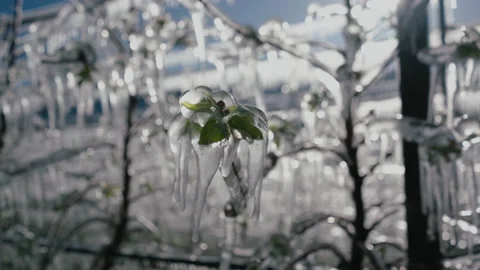 Apple blossom in ice. Stock Footage 170418102