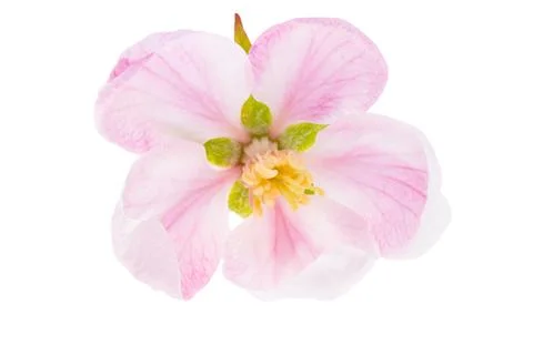 Apple blossom isolated Stock Photos
