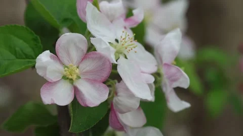 Apple blossom moving gently in the spring wind Stock Footage 307696904